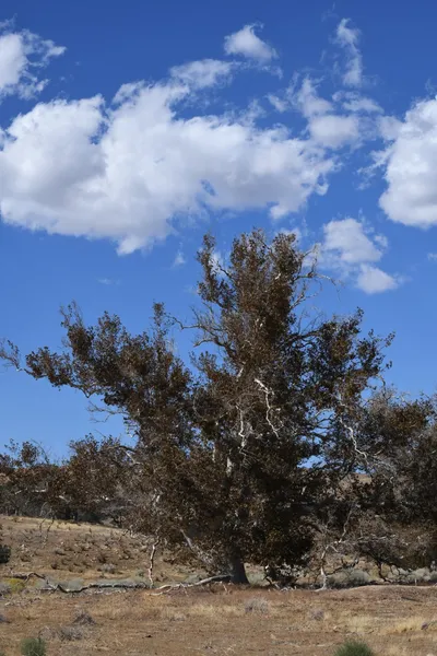 DSC_2291 (Large).JPG